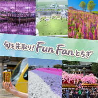 4月の栃木は藤や芝ざくらやルピナスの絶景と花盛り！伝統の弥生祭にビール祭りなどワクワクします！話題の新施設「アークタウン宇都宮」や図書館イベントもご紹介！春の彩りと旬のスポットを遊び尽くしませんか？