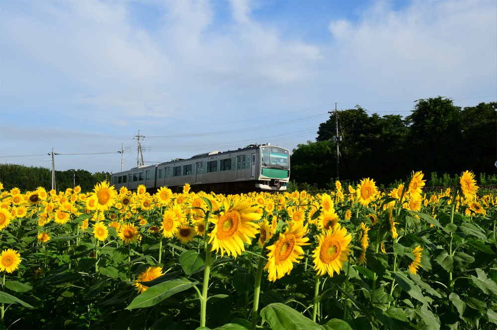 車窓から、ひまわり畑を眺めてみよう！