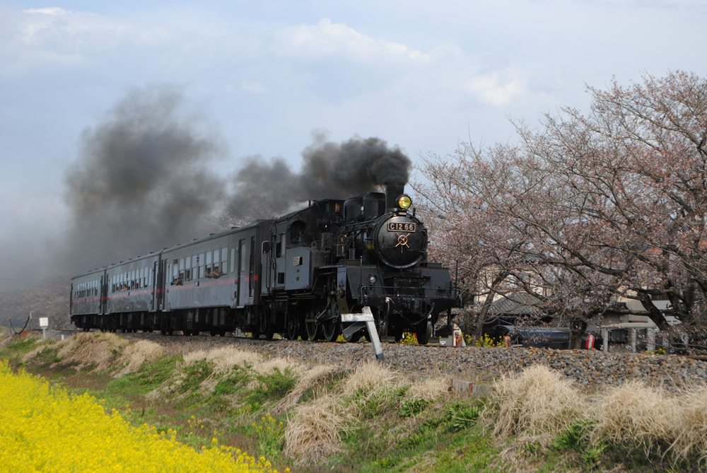 黄色と桜並木のピンク色の見事なコラボレーションは必見☆土日祝はSL列車も走ります！