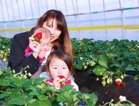 MASHIKO STRAWBERRY FARM