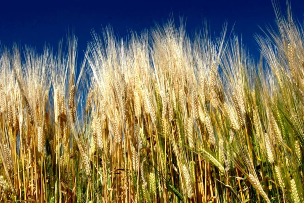 栃木県は、ビールの原料となる二条大麦の生産量が全国第２位