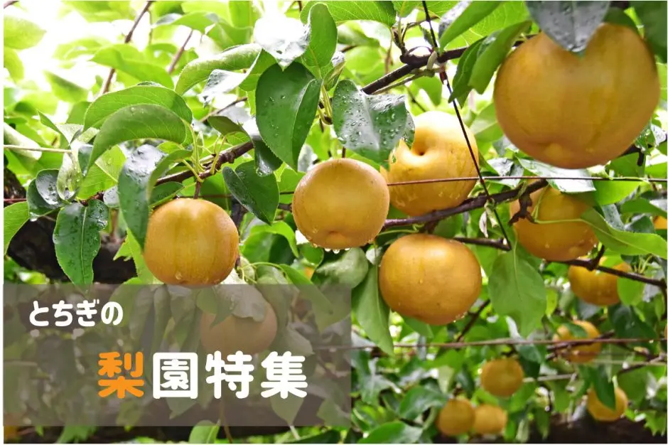 とちぎのなし園特集！ | 栃木県農政部農村振興課（とちぎの農村めぐり）