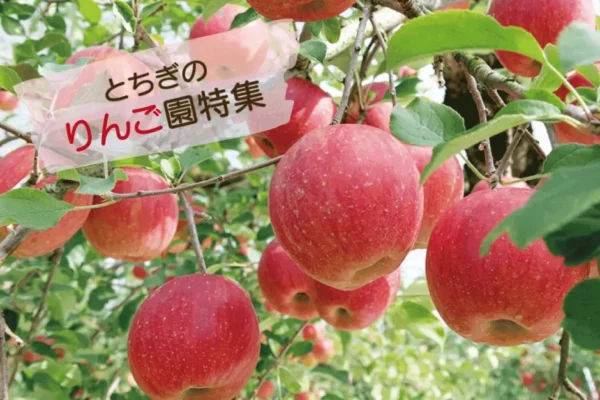 栃木のりんご園特集